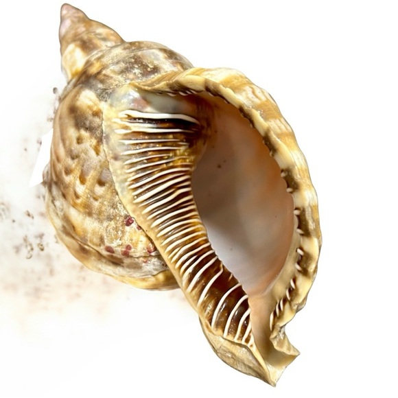 Large Spiny Triton Sea Shell – Natural Coastal Decor - Picture 5 of 5